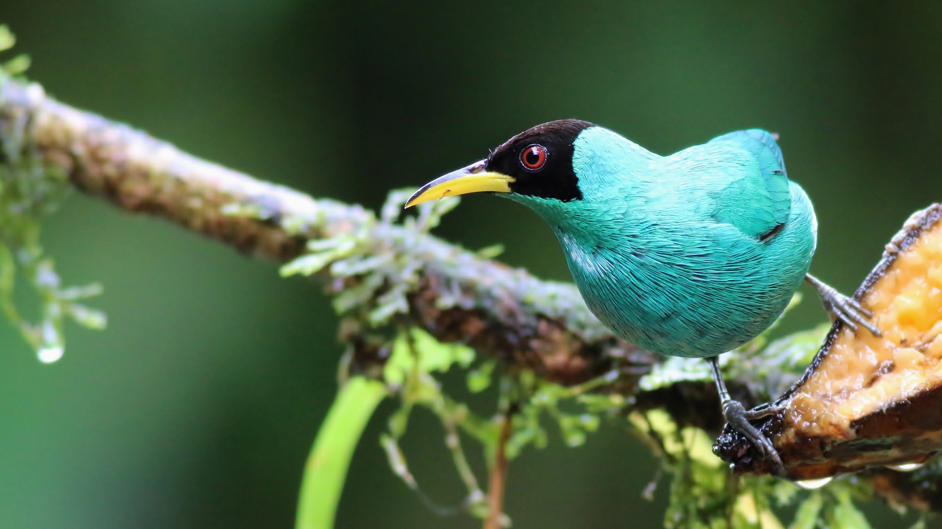 Green Honeycreeper — Ana fotoğraf